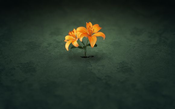 现代结婚媒人需要做什么